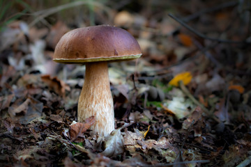 porcini mushroom - boletus edulis