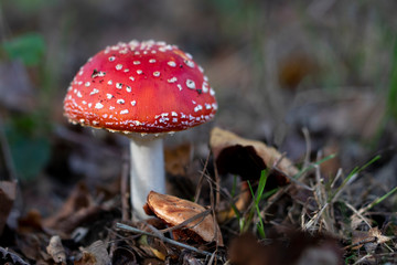 mushroom in the forest