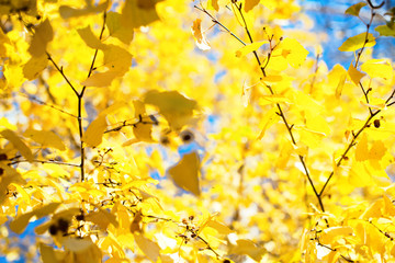 Beautiful scene with birch yellow autumn leaves