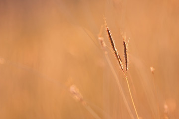 Grass swing in the warm light and windy