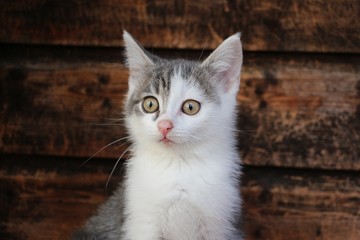 funny small gray and white kitten head portrait in front of a wooden wall