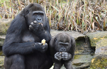 Naklejka premium A lowland gorilla female feeding with her juvenile child