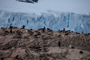 Colony of penguins in front of icy glaciers and snow mountains of Antarctica