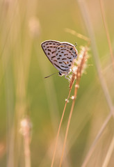 Butterfly on the grass