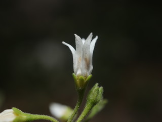 beautiful and colourful flowers in a Sydney Park
