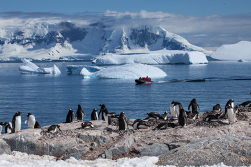 Colony of penguins in front of icy glaciers and snow mountains of Antarctica with a zodiak full of expedition guests zipping through © DaiMar