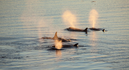 The breath of a family of killer whales lit up with the Antarctic midnight sun © DaiMar