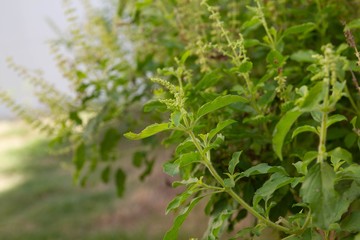 holy basil,  Thai basil with green leaves and small flowers.