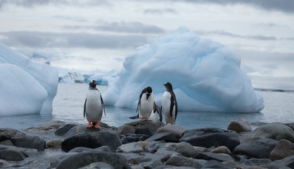 Three penguins hanging out in front of a bay full of icebergs