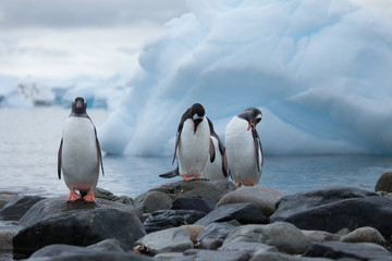 Three penguins hanging out in front of a bay full of icebergs