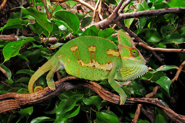 Veiled chameleon, male / Jemenchamäleon, Männchen (Chamaeleo calyptratus)  © bennytrapp