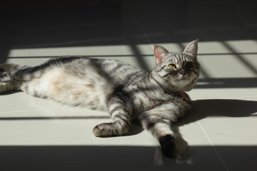 Cat kitten American shorthair it's sunbathing. 