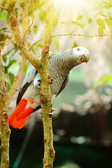 Exotic grey parrot sitting on a tree branch with sunshine pouring overhead. Close up of a tropical bird in natural conditions.