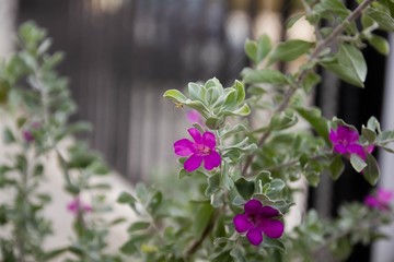 Close up Texas Ranger, Purple Sage flowers in garden, green background.