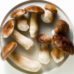white beautiful big porcini mushrooms on a white background