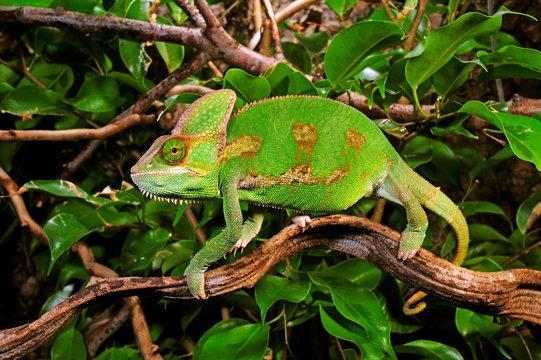  Chamäleon im Terrarium, Jemenchamäleon, Männchen (Chamaeleo calyptratus) Veiled chameleon, male