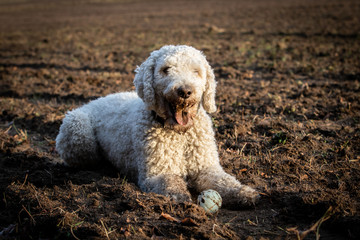 Goldendoodle mit Spielzeug beim ausruhen auf dem Feld