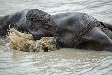 Young Elephant bulls swimming and play wrestling in a near by waterhole. 
