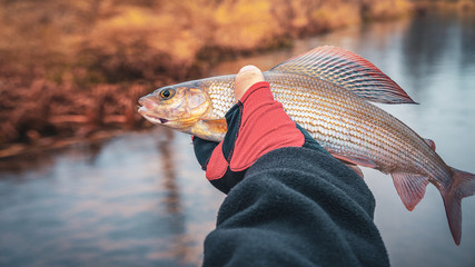 Grayling is fly fishing in fresh water.
