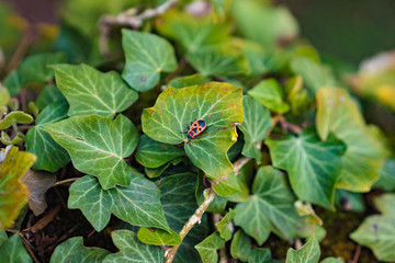 Ladybird on leaf