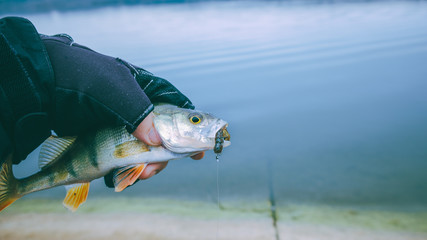 A yellow perch is caught spinning.