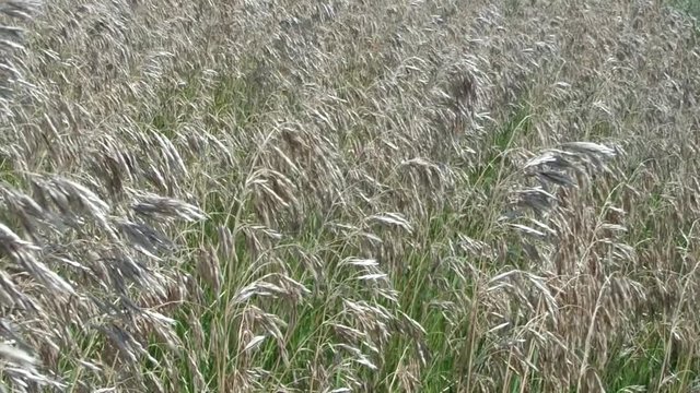 Feather grass, needle grass, or spear grass .  