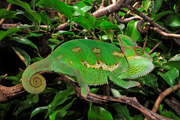 Veiled chameleon, male / Jemenchamäleon, Männchen (Chamaeleo calyptratus)  © bennytrapp