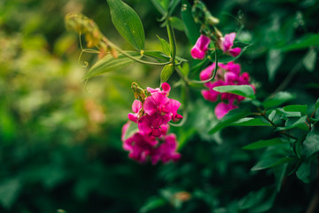Fototapeta premium Beautiful Closeup of the Pink flower of a growing and climbing spring pea on a balcony in the sun light. Self made by a home gardener