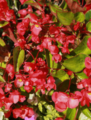 Bégonia nain rouges
