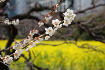 春の浜離宮恩賜庭園の梅と菜の花の咲く風景