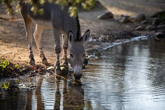 A donkey drinks water on a calm stream.