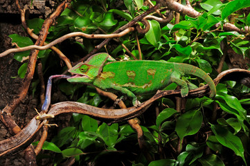 jagendes Chamäleon / hunting Chameleon - Veiled chameleon / Jemenchamäleon (Chamaeleo calyptratus) © bennytrapp
