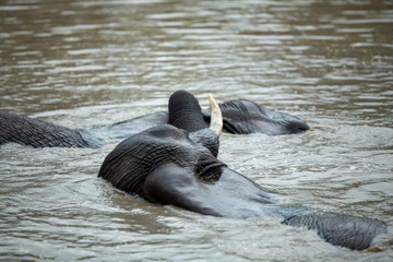 Young Elephant bulls swimming and play wrestling in a near by waterhole. 