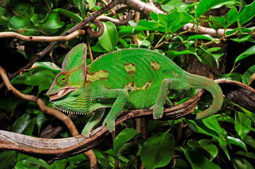 fressendes Chamäleon / feeding Chameleon - Veiled chameleon / Jemenchamäleon (Chamaeleo calyptratus) © bennytrapp