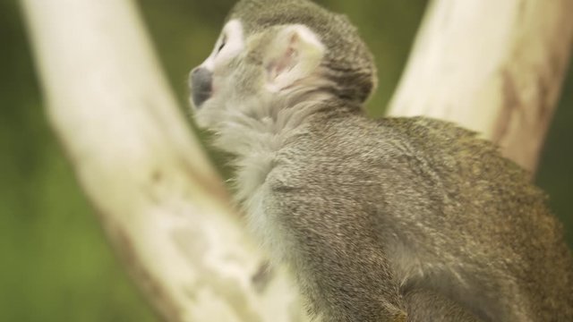 Common squirrel monkey (Saimiri sciureus) sitting on a tree and looking around.