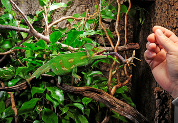 jagendes Chamäleon / hunting Chameleon - Veiled chameleon / Jemenchamäleon (Chamaeleo calyptratus)