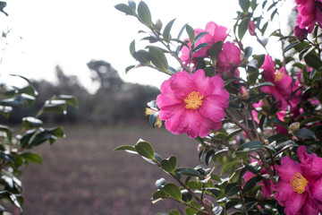pink camellia flowers on a green bush, at a garden