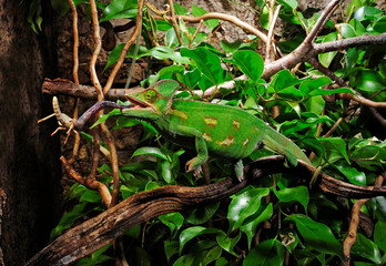 jagendes Chamäleon / hunting Chameleon - Veiled chameleon / Jemenchamäleon (Chamaeleo calyptratus) © bennytrapp