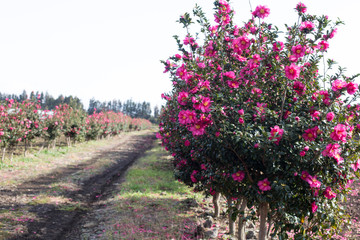 Camellia flower tree road, located on Jeju Island.
