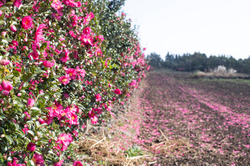 Camellia flower tree road, located on Jeju Island.