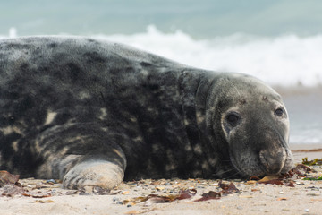 Helgoland / Kegelrobbe