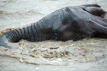 Young Elephant bulls swimming and play wrestling in a near by waterhole. 