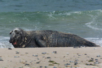Helgoland / Kegelrobbe © Andreas