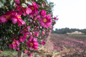 Camellia flower tree road, located on Jeju Island.