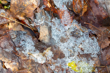 leaves under the trees in late autumn and coming winter