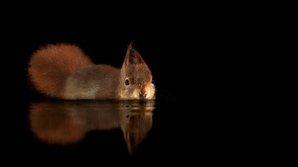 Beautiful Eurasian red squirrel (Sciurus vulgaris) swims in a pool of water  in the forest of Drunen, in the Netherlands. Black background. Reflection in the water. Night. Copy space.