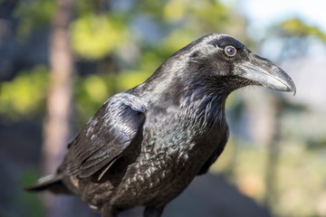 Naklejka premium Wunderschöner Rabe / Kolkrabe (Nahaufnahme) auf La Palma: Pico Bejenado in der Caldera de Taburiente