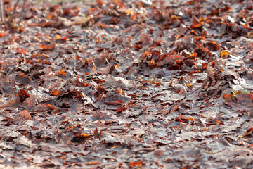 leaves under the trees in late autumn and coming winter