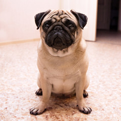 Dog pug sitting on the floor