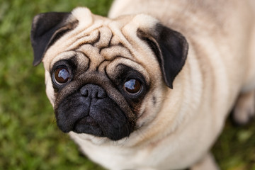 Fototapeta premium Portrait of a pug on a blurred green grass background view from above